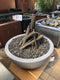 27" Sedona Fire Bowl- OPT-27RFO The Outdoor Plus